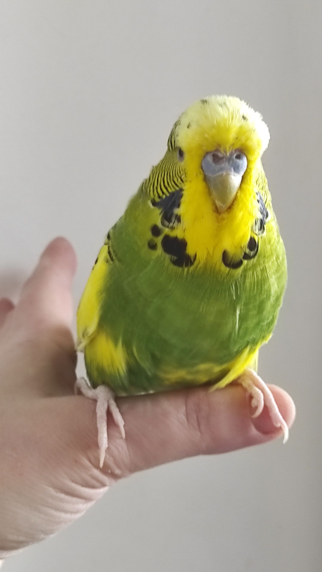 Волнистый попугай