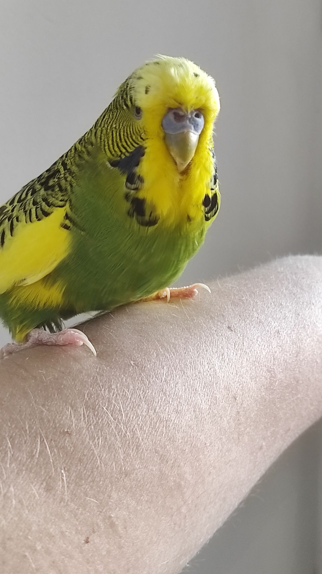 Волнистый попугай