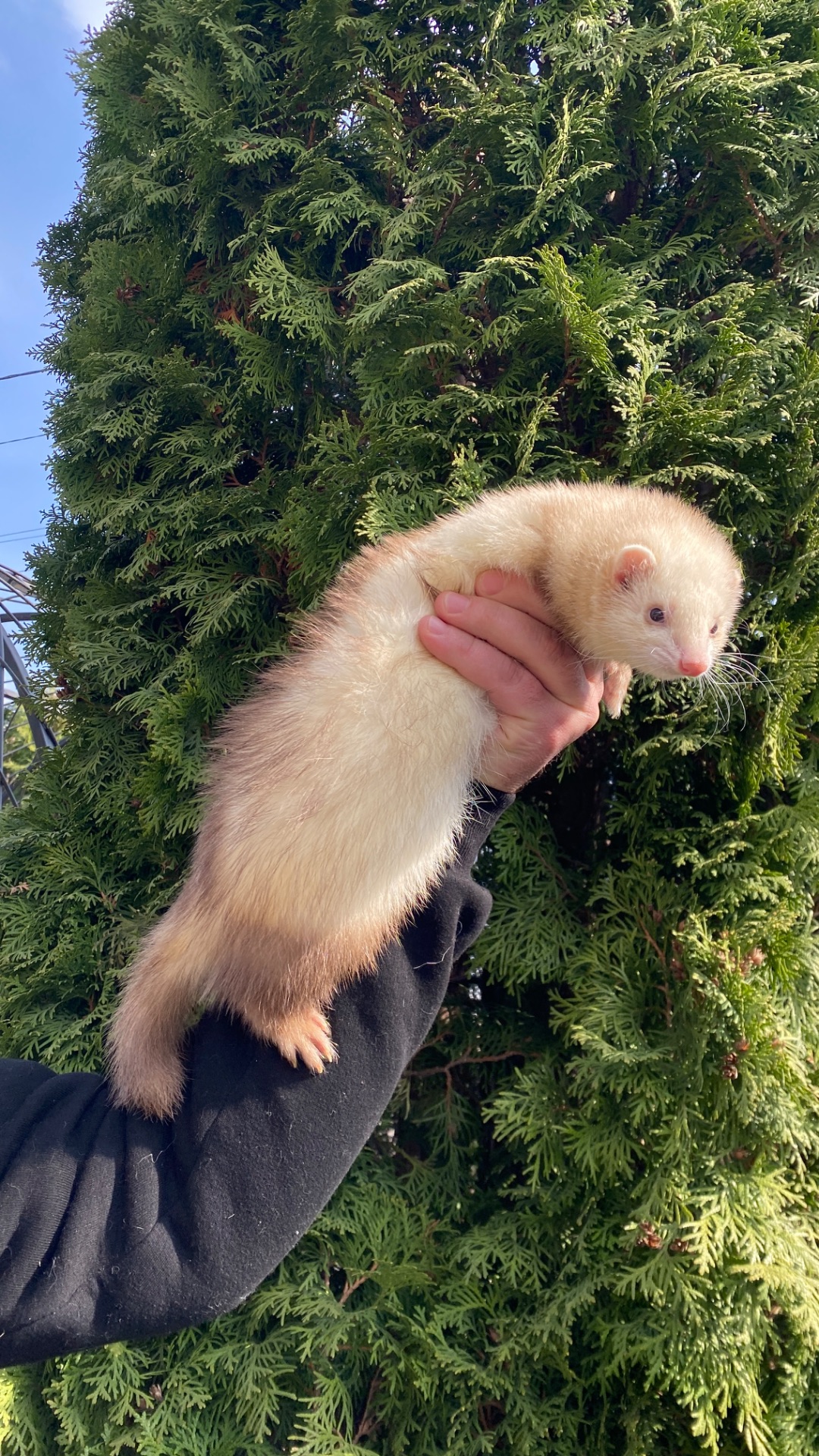 Фретка ( домашній тхорик )