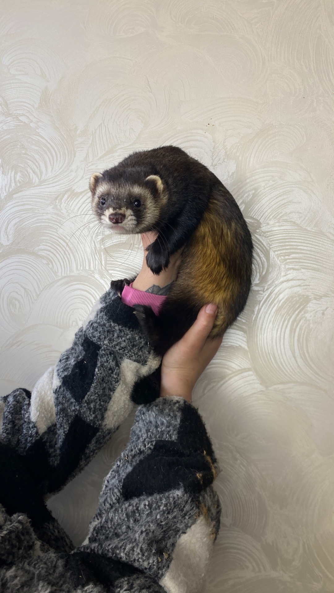 Фретка ( домашній тхорик )