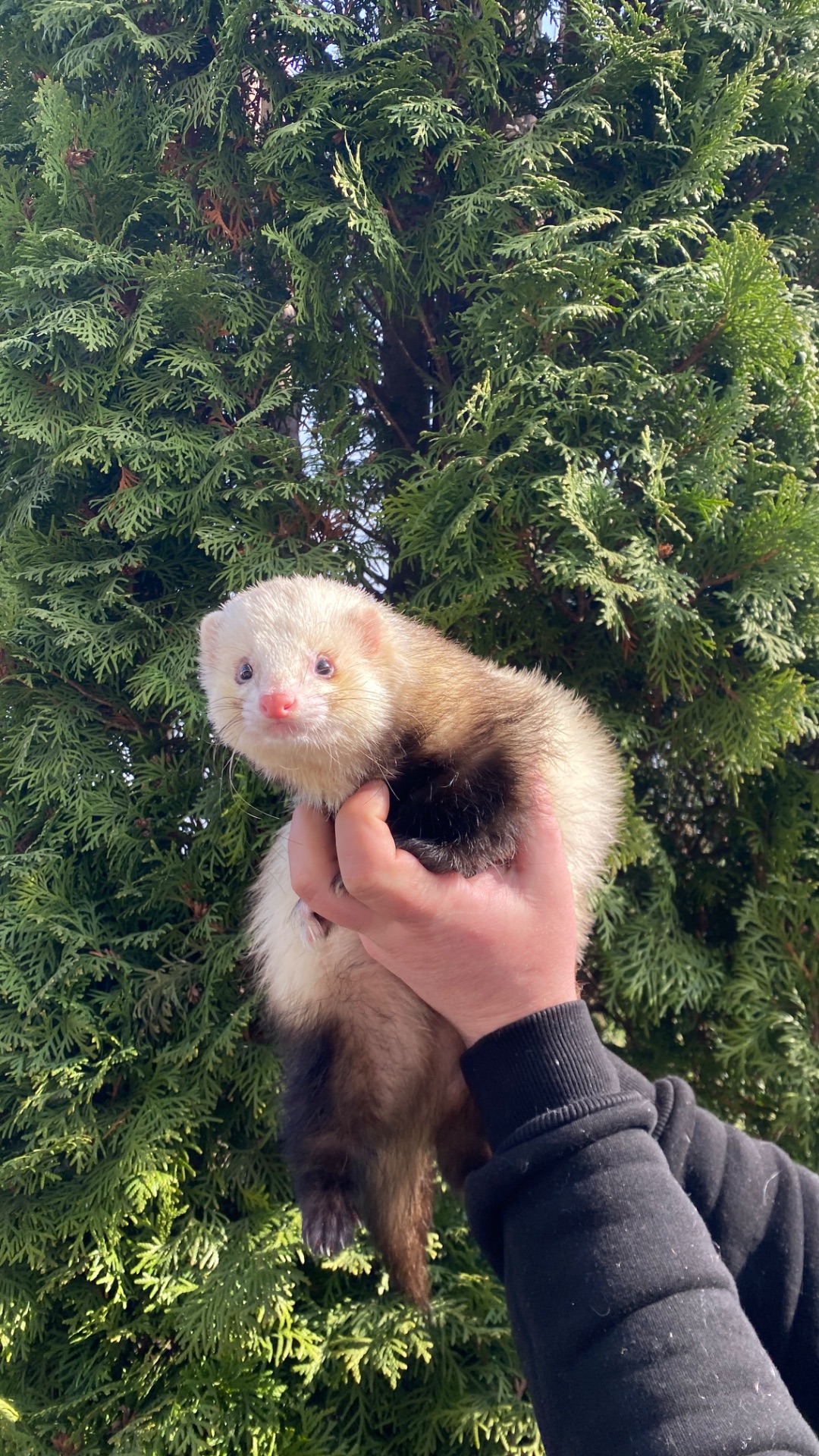 Фретка ( домашній тхорик )