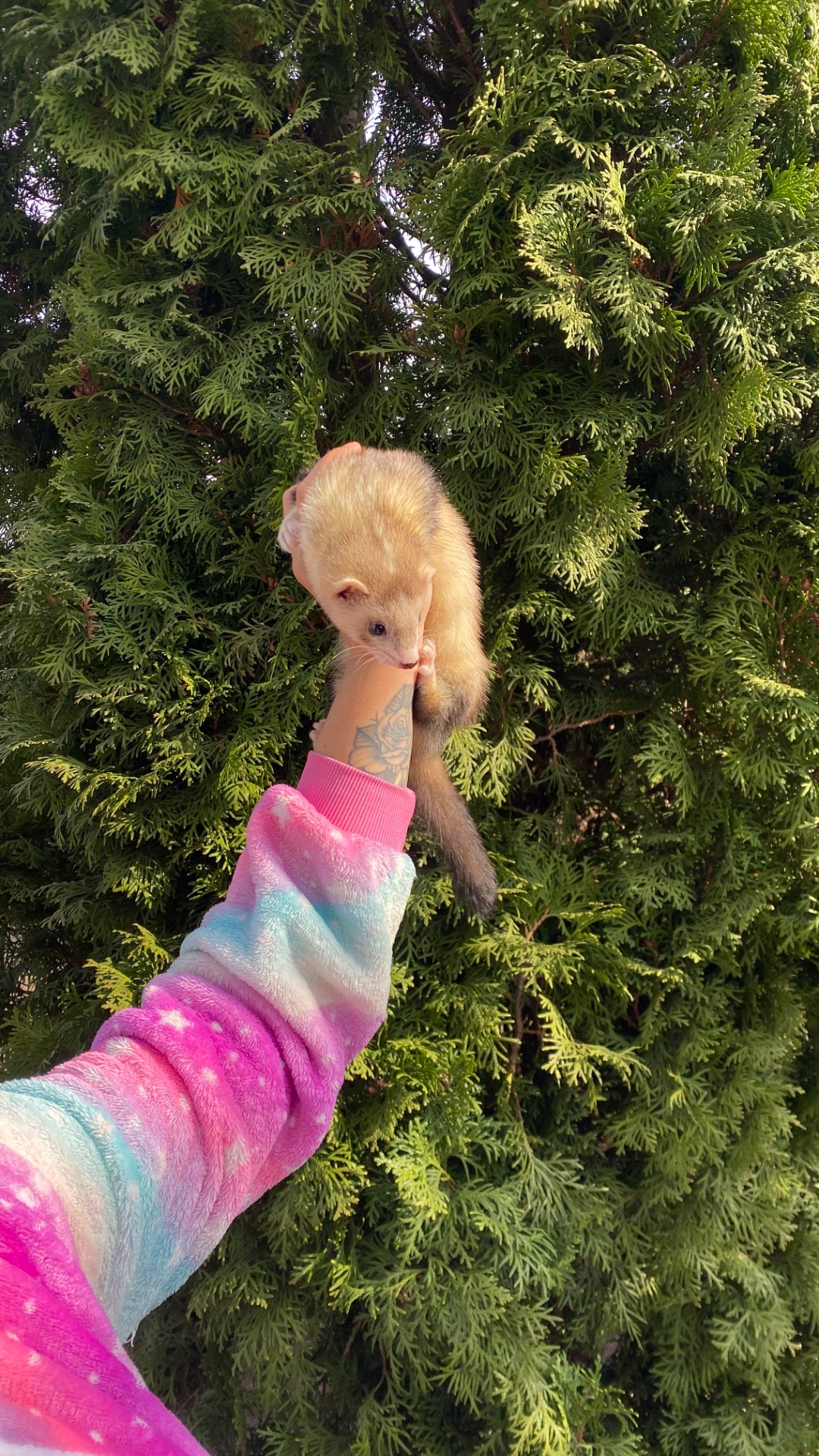 Фретка ( домашній тхорик )