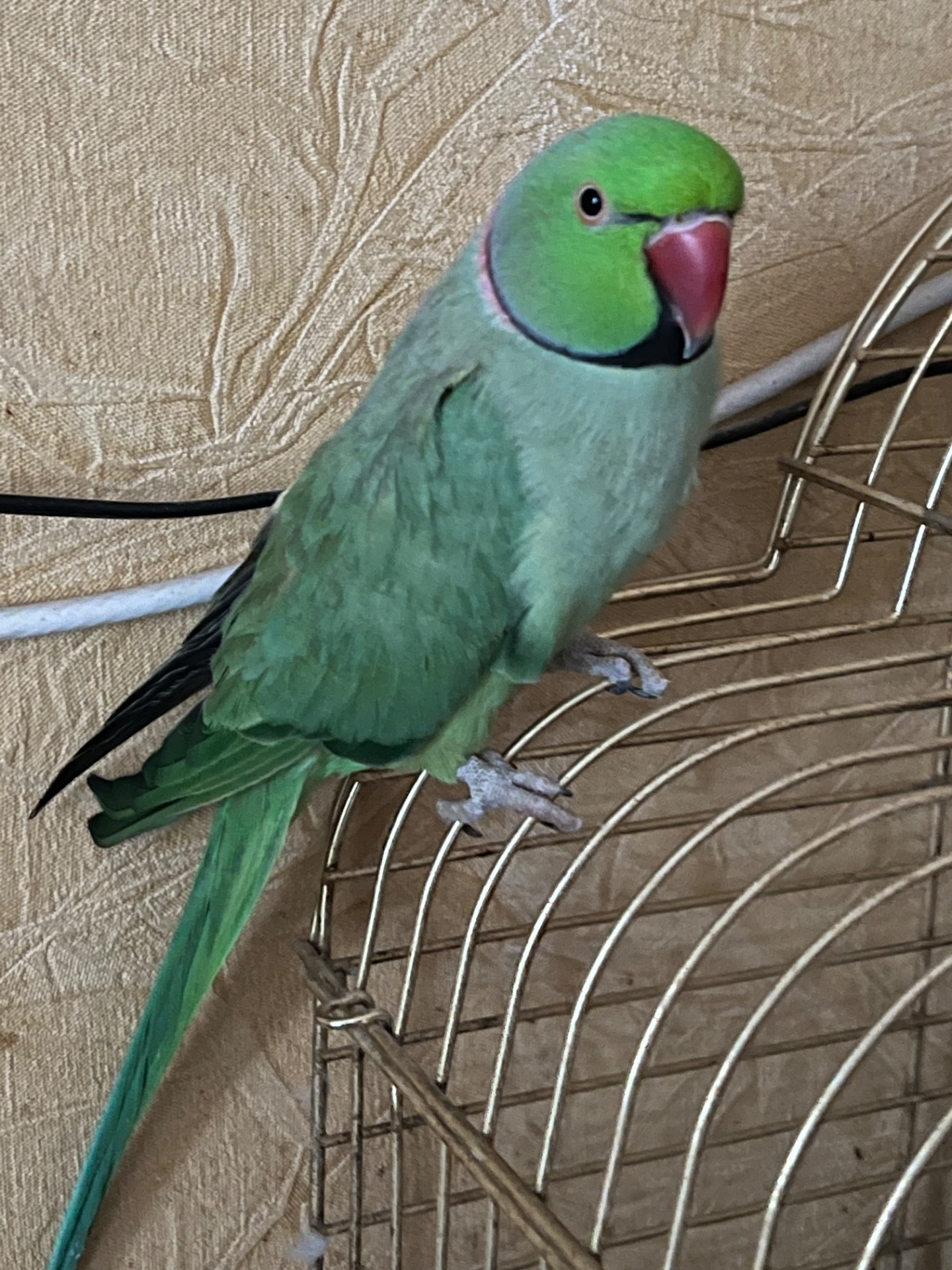 Молодий папуга Саша