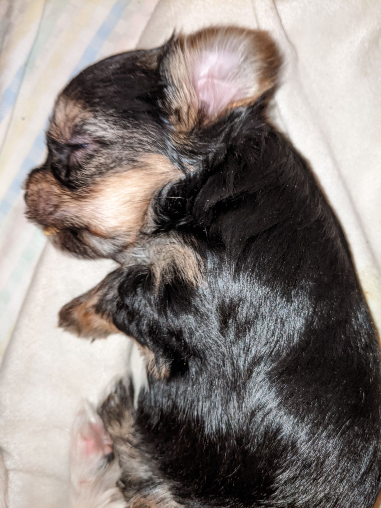 Йорки бівер та колерови цуценя