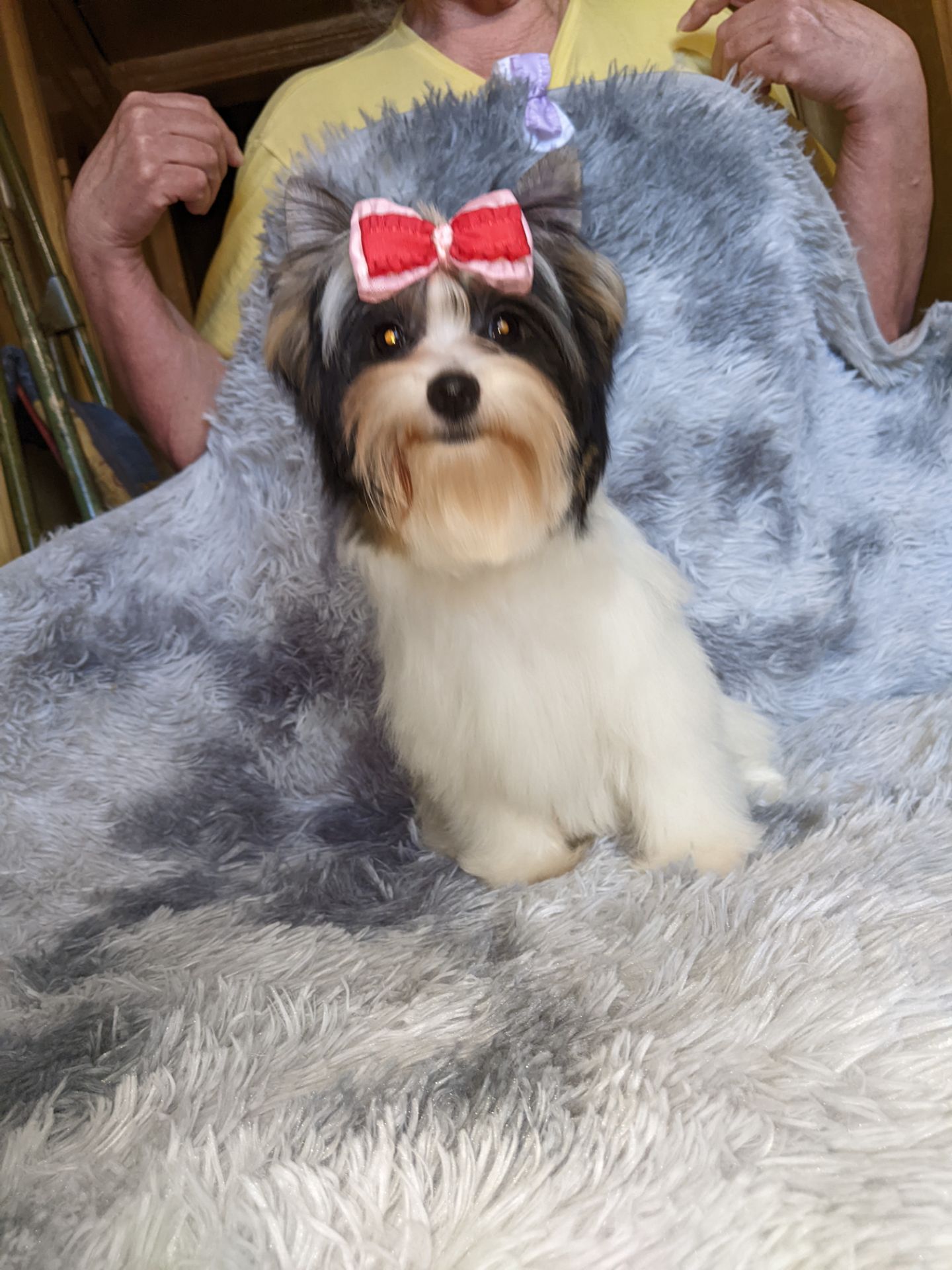 Йорки бівер та колерови цуценя