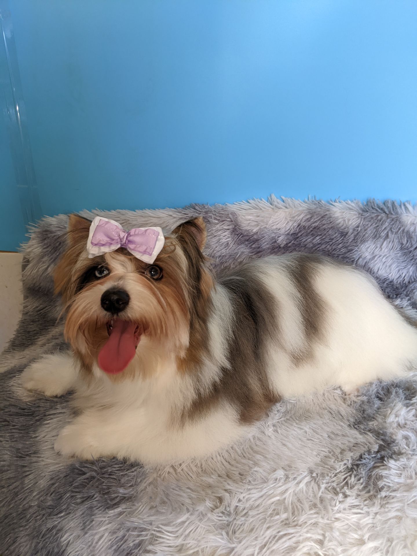 Йорки бівер та колерови цуценя