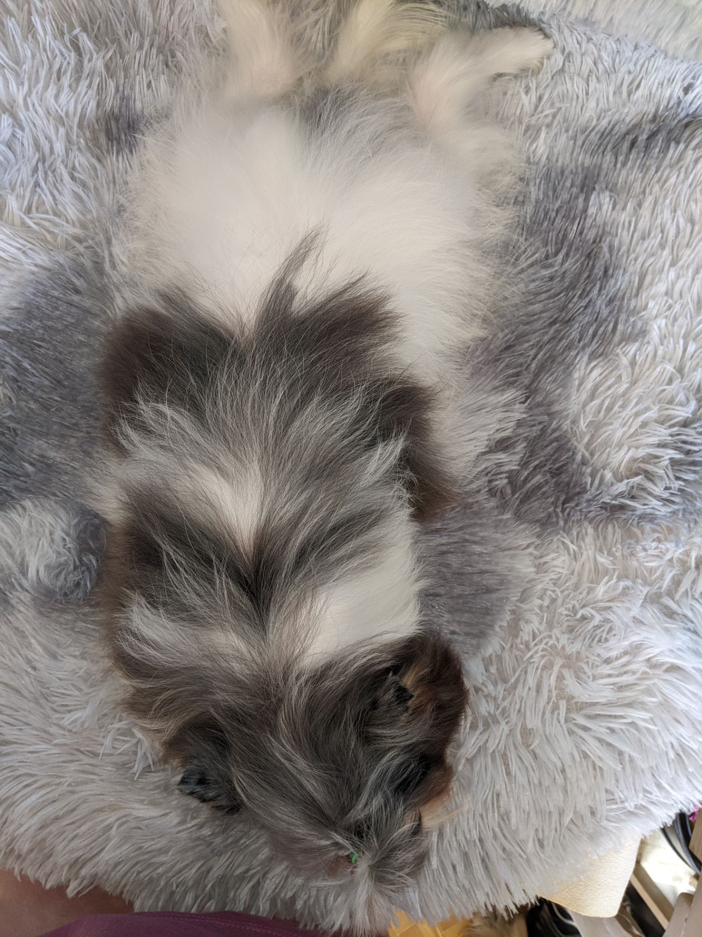 Йорки бівер та колерови цуценя