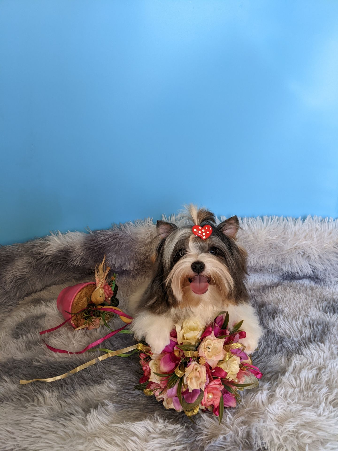 Йорки бівер та колерови цуценя