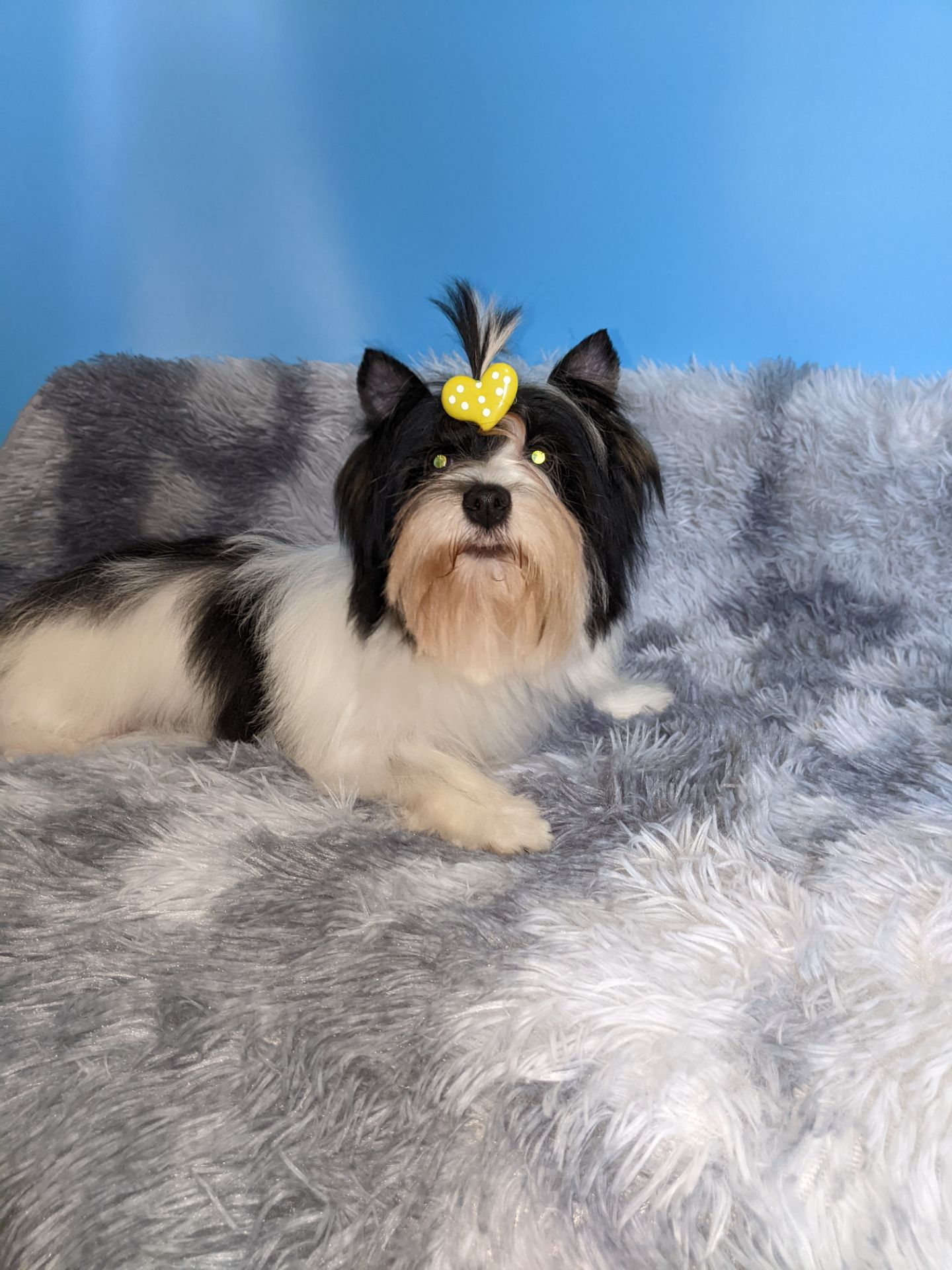 Йорки бівер та колерови цуценя