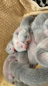 Фретка ( домашній тхорик )