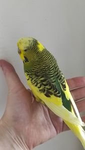 Волнистый попугай