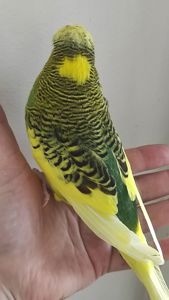 Волнистый попугай