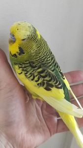 Волнистый попугай