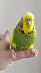 Волнистый попугай