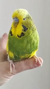 Волнистый попугай