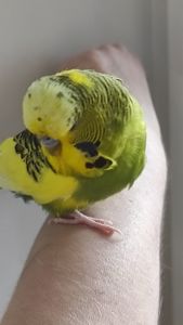 Волнистый попугай