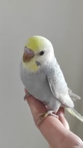 Радужный волнистый попугай