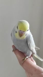 Радужный волнистый попугай