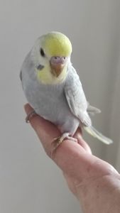 Радужный волнистый попугай