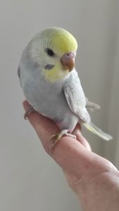 Радужный волнистый попугай