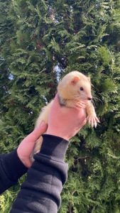 Фретка ( домашній тхорик )