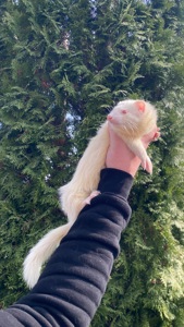 Фретка ( домашній тхорик )