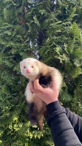 Фретка ( домашній тхорик )