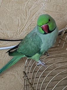 Молодий папуга Саша
