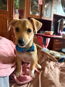 Джеко расл терьер переводняк