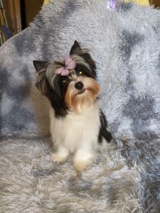 Йорки бівер та колерови цуценя