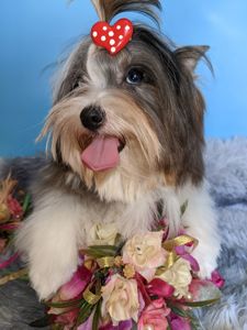 Йорки бівер та колерови цуценя