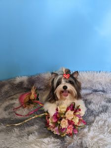 Йорки бівер та колерови цуценя