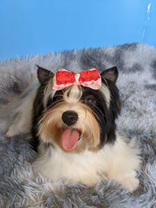 Йорки бівер та колерови цуценя