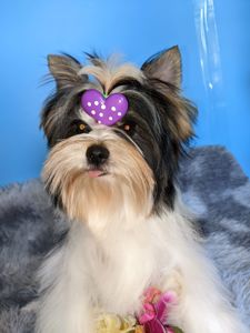 Йорки бівер та колерови цуценя