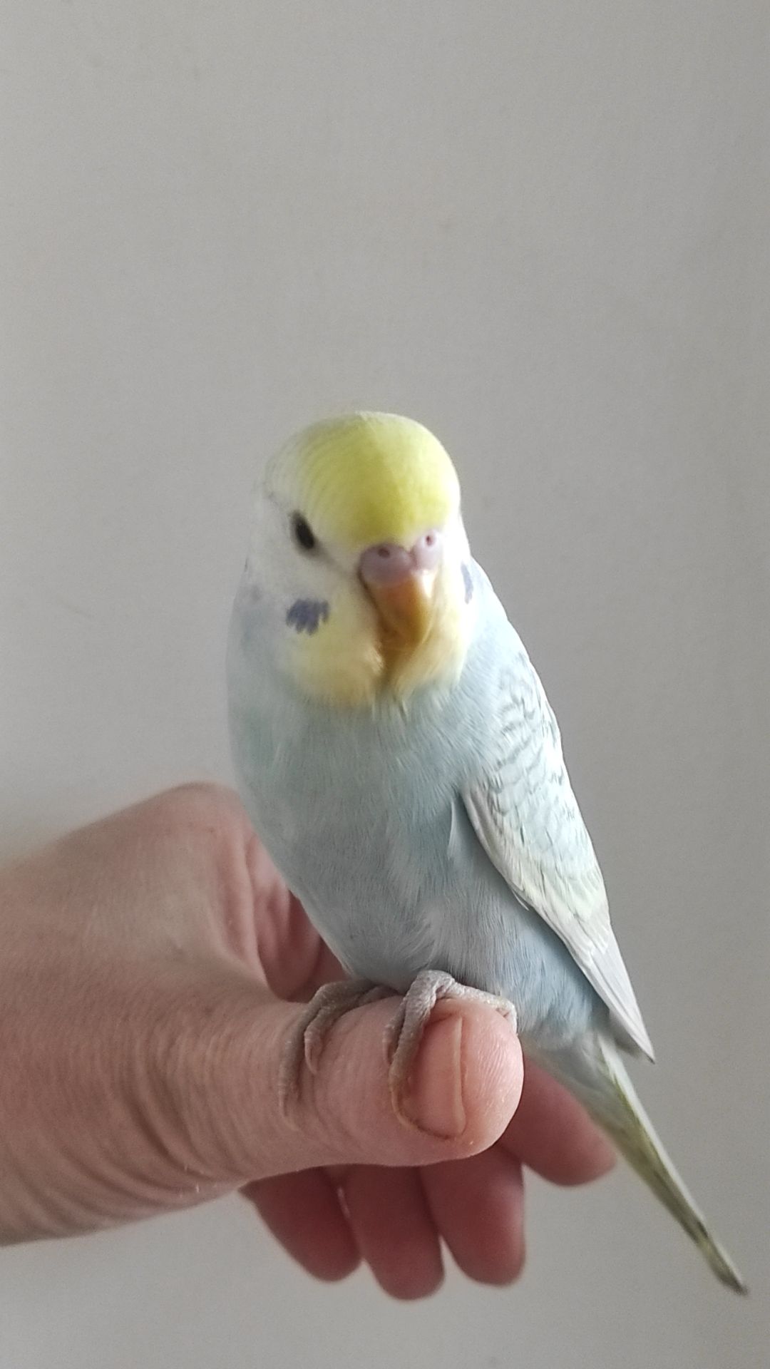 Радужный волнистый попугай