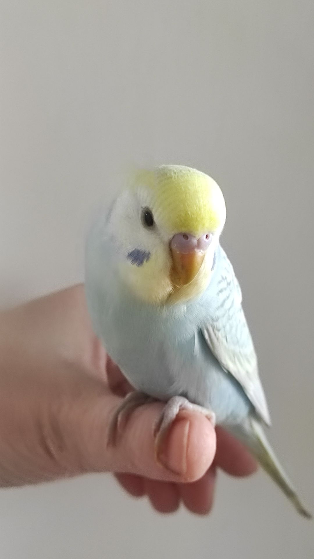 Радужный волнистый попугай