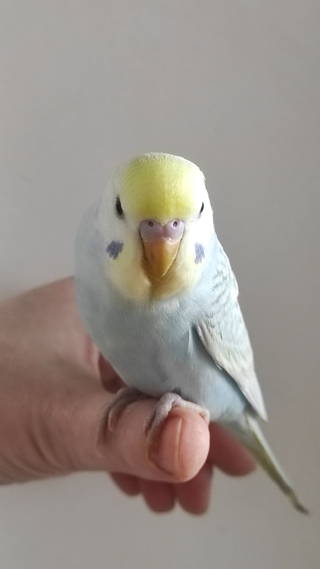 Радужный волнистый попугай