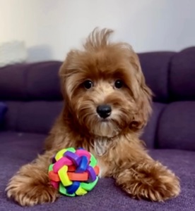 Мальтіпу ф1