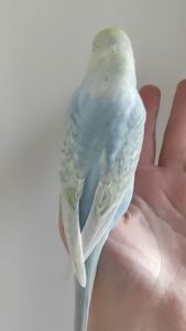 Радужный волнистый попугай