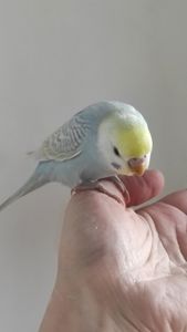 Радужный волнистый попугай