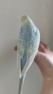 Радужный волнистый попугай