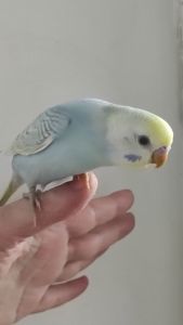 Радужный волнистый попугай