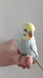 Радужный волнистый попугай