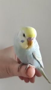 Радужный волнистый попугай