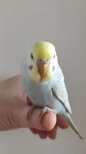 Радужный волнистый попугай