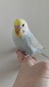 Радужный волнистый попугай