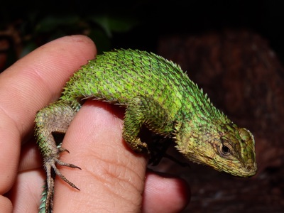 Малахітові ігуани (Sceloporus malachiticus) пари