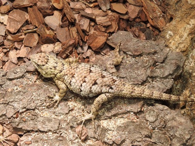 Малахітові ігуани (Sceloporus malachiticus) пари