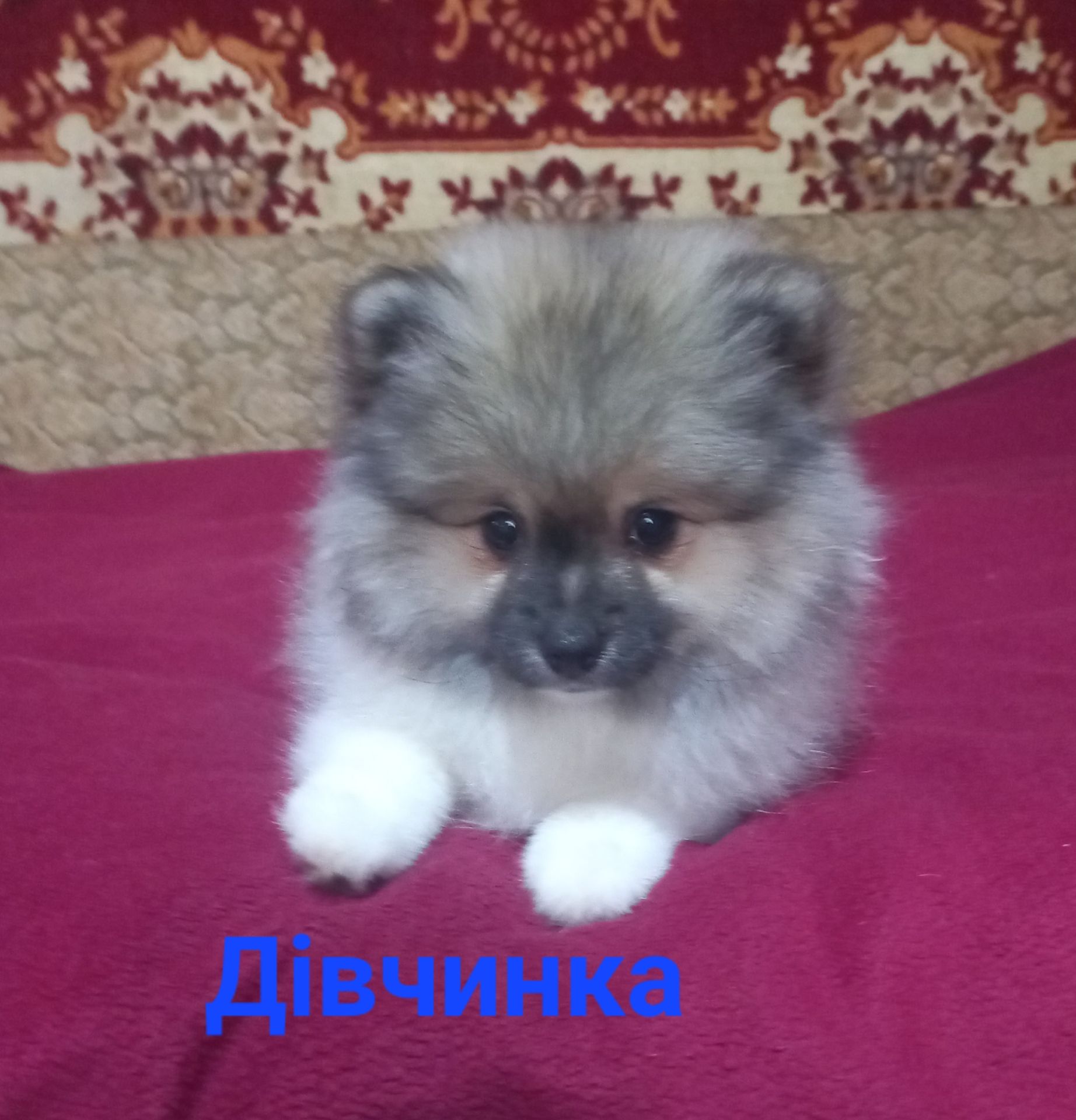 Дівчинка померанського шпіца