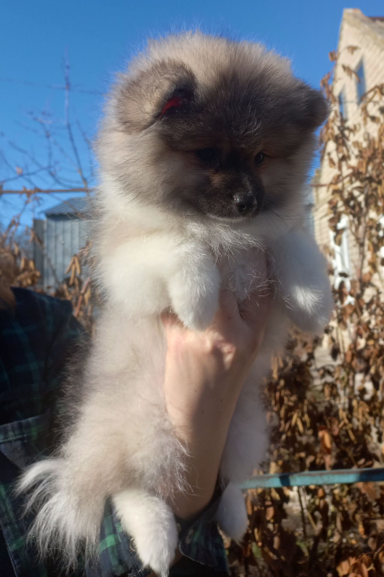 Дівчинка померанського шпіца